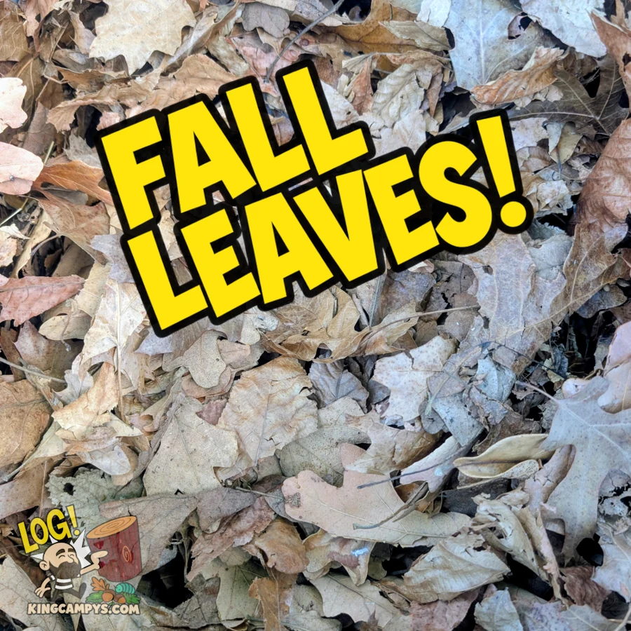 Fall leaves