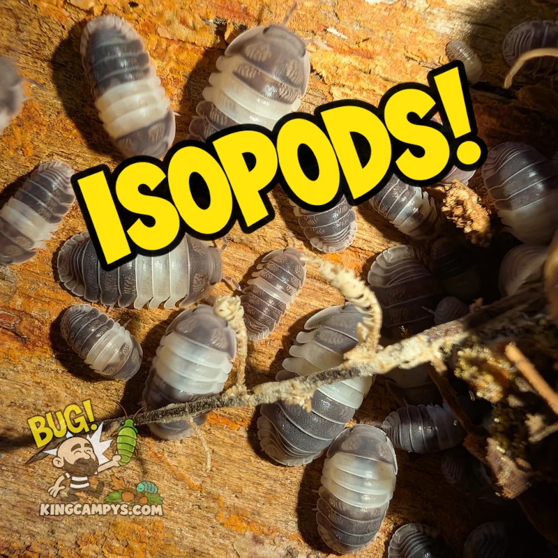 Isopods