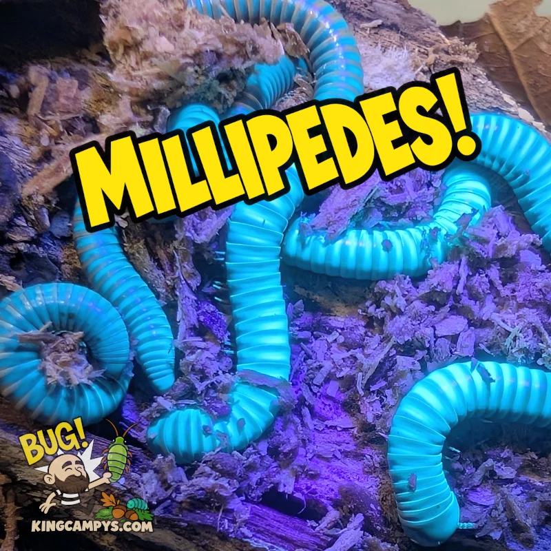Millipedes