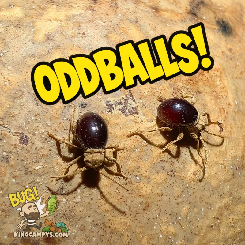 Oddballs