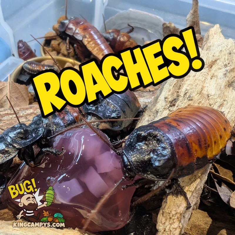 Roaches