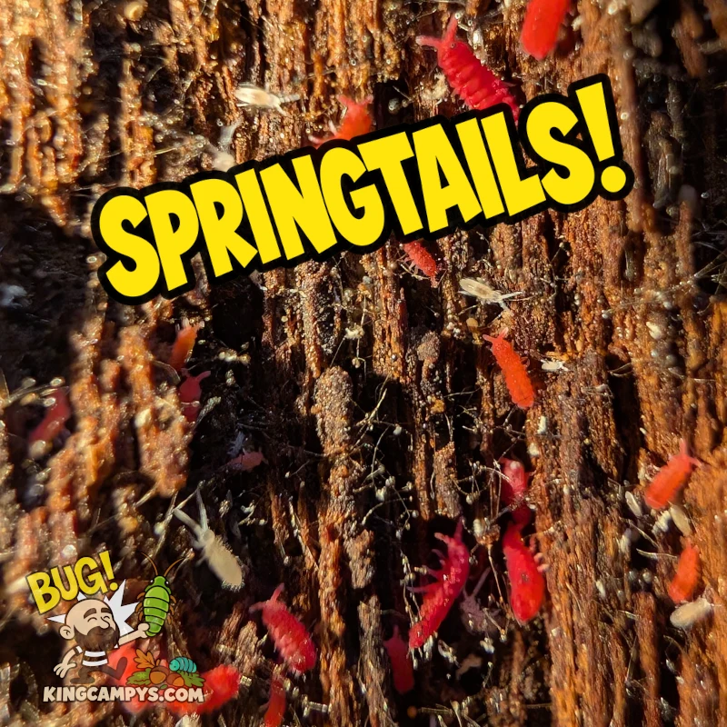 Springtails