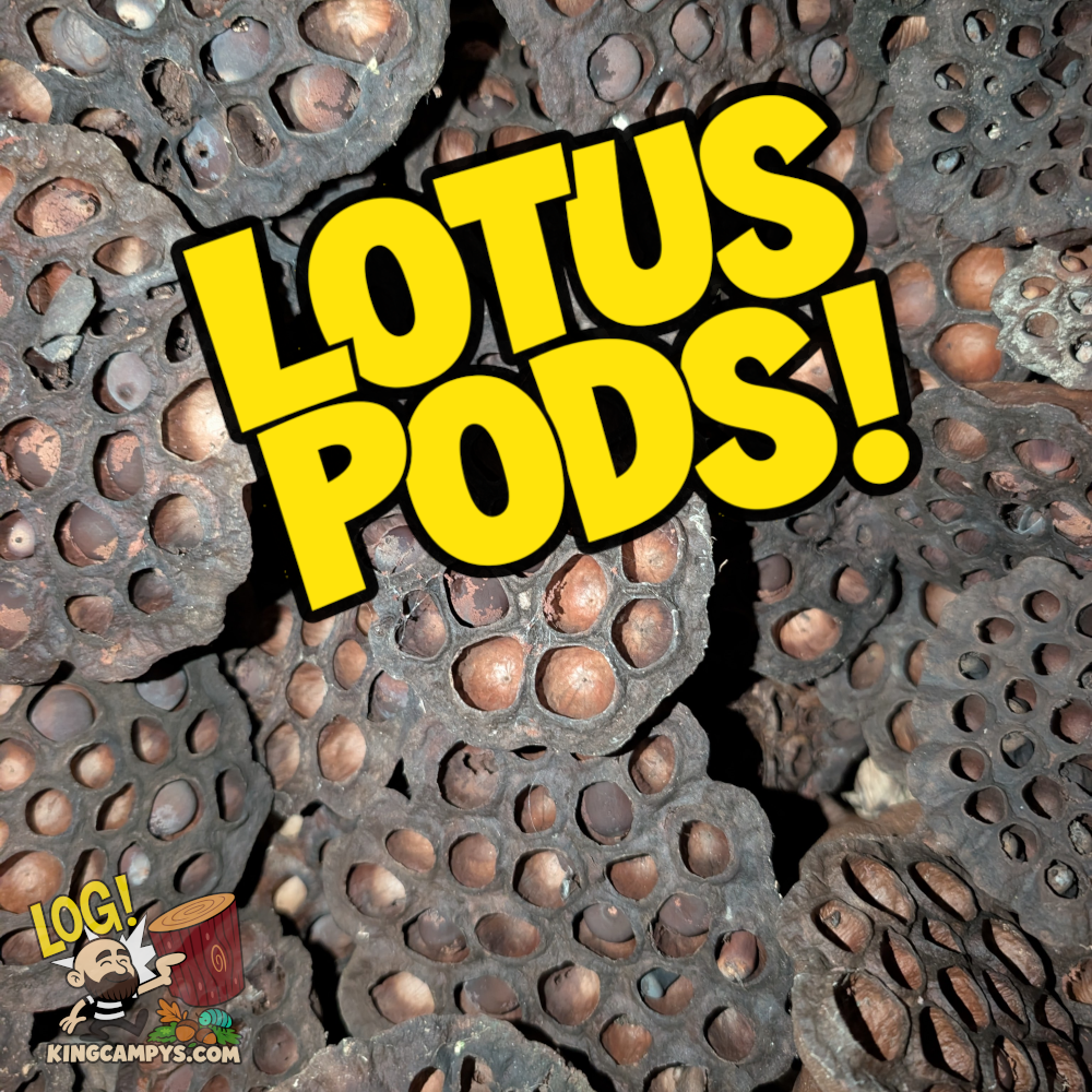 Lotus Pods
