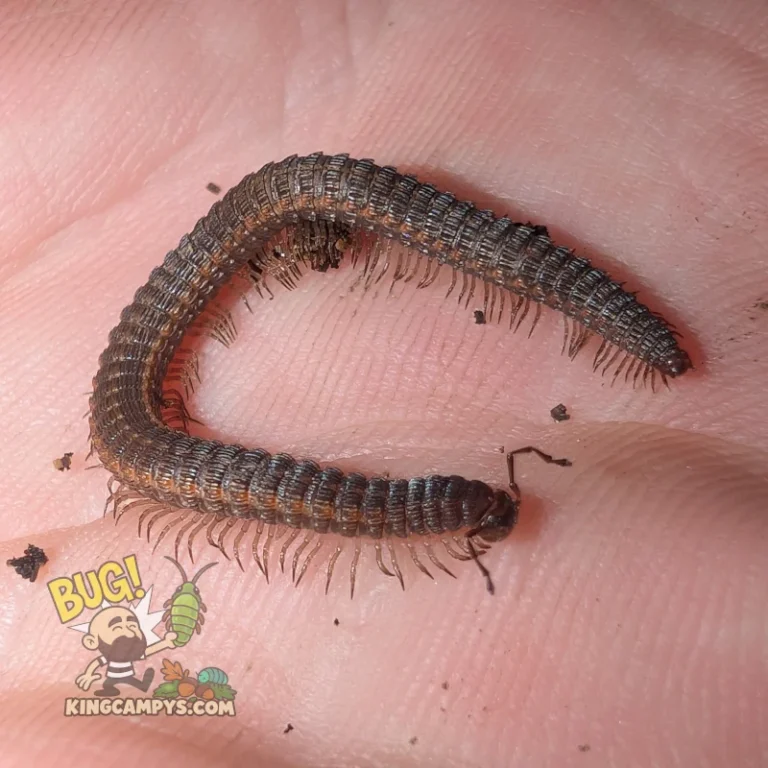 Crested Millipede | Abacion cf. tesselatum