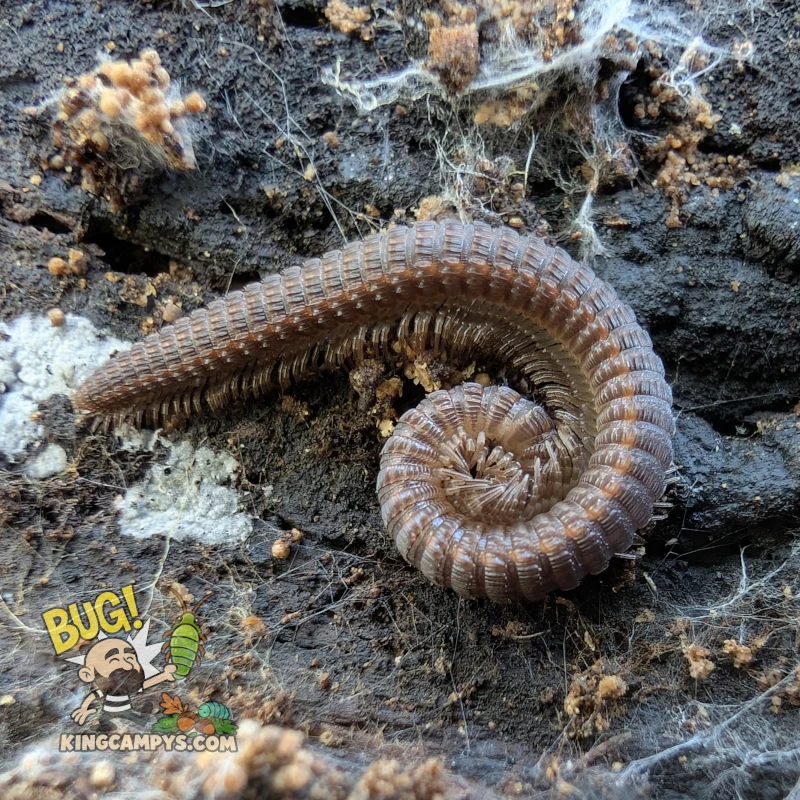 Crested Millipede | Abacion cf. tesselatum
