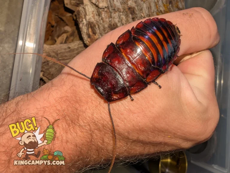 Dorsal view of a large adult male Flat Horn Hissing Cockroach (Aeluropoda insignis) in hand for a sense of scale.