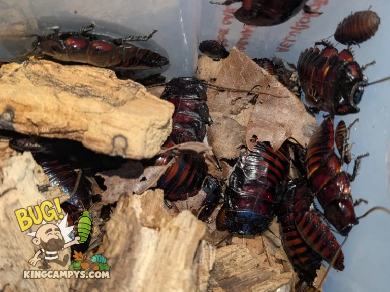 A large mixed-age group of Flat Horn Hissing Cockroaches (Aeluropoda insignis) in their bin, everything from large adult males, adult females, and various nymphs.