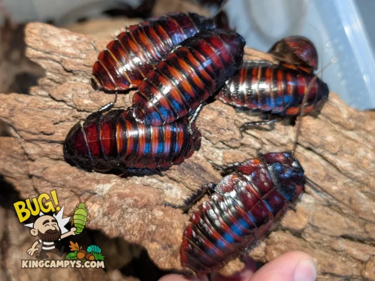 A grouping of several adult female Flat Horn Hissing Cockroaches (Aeluropoda insignis) with a large adult male (lower right).