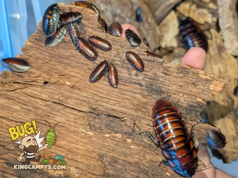 A group of immature (nymph) Flat Horn Hissing Cockroaches (Aeluropoda insignis) with a large mature female scurrying out of frame.