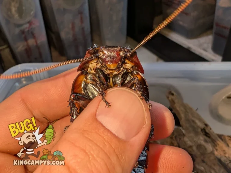Aeluropoda insignis flat horn hissing cockroaches — photo 4