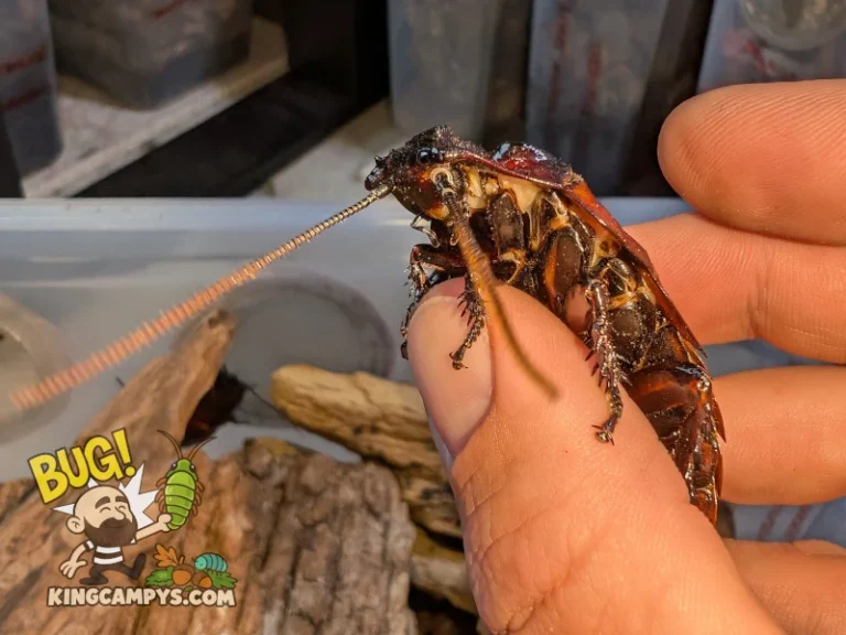 Somewhat lateral view of a large adult male Flat Horn Hissing Cockroach (Aeluropoda insignis)