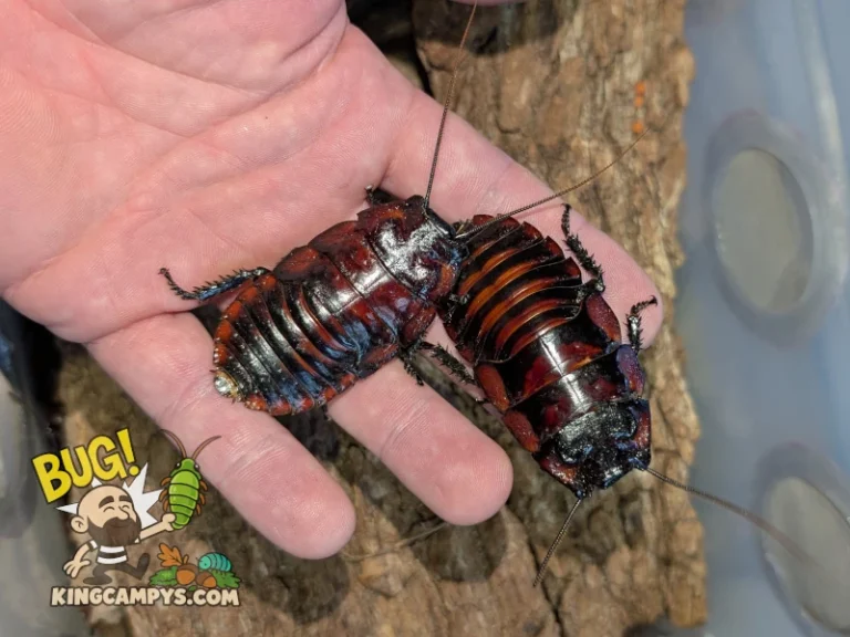Two large adult male Flat Horn Hissing Cockroaches (Aeluropoda insignis)