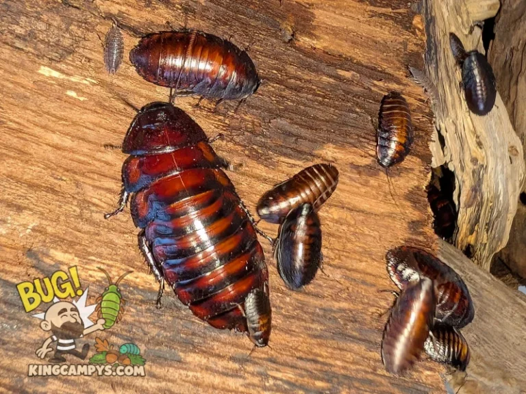 A large mature female Flat Horn Hissing Cockroach (Aeluropoda insignis) and several nymphs of varying sizes.