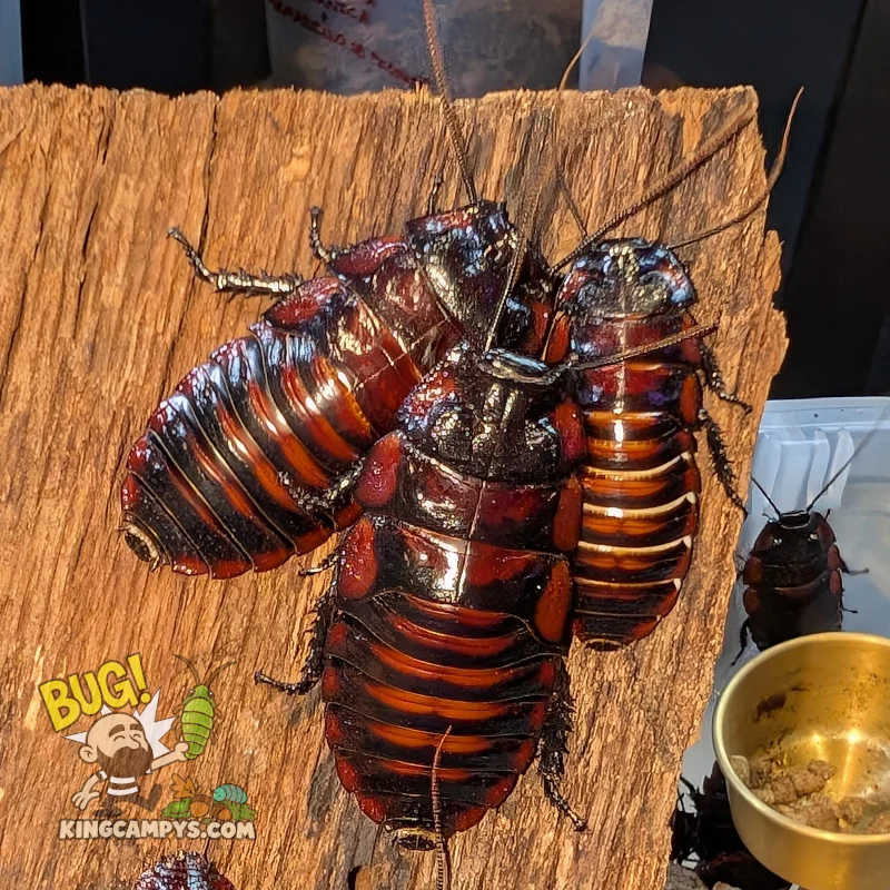 Flat horn hissing cockroach, Aeluropoda insignis