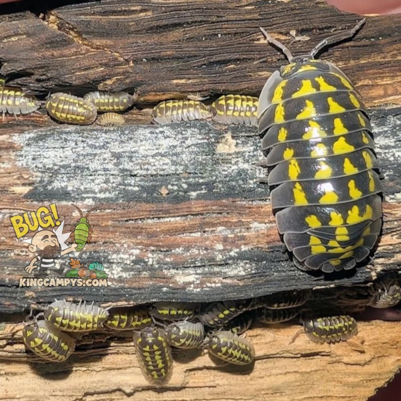Gestro's Pillbug aka Giant Yellow Spotted Pillbug | Armadillidium gestroi