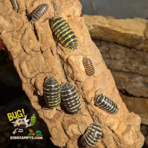 Zebra Pillbug (Lotto Mix) | Armadillidium maculatum