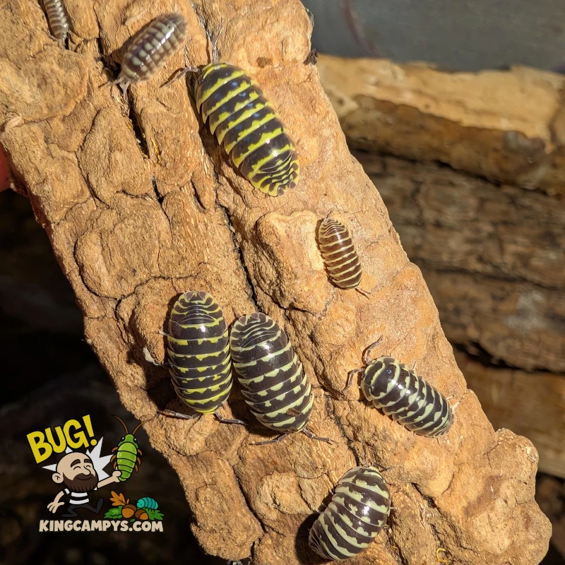 Zebra Pillbug (Lotto Mix) | Armadillidium maculatum