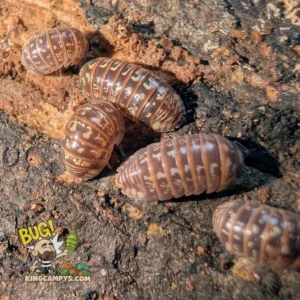 Beautiful Pillbug | Armadillidium pulchellum