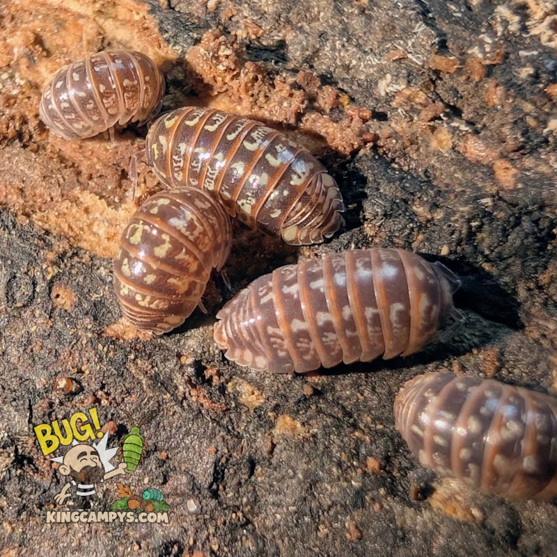 Beautiful Pillbug | Armadillidium pulchellum