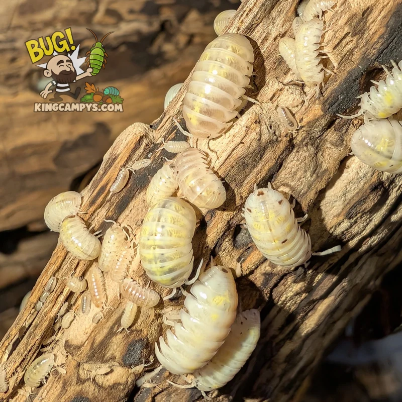 Orange Dalmatian (US) Common Roly-Poly | Armadillidium vulgare "Orange Dalmatian (US)"