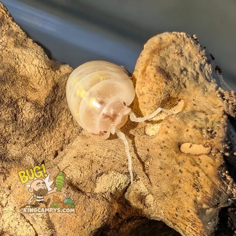 Orange Dalmatian (US) Common Roly-Poly | Armadillidium vulgare "Orange Dalmatian (US)"