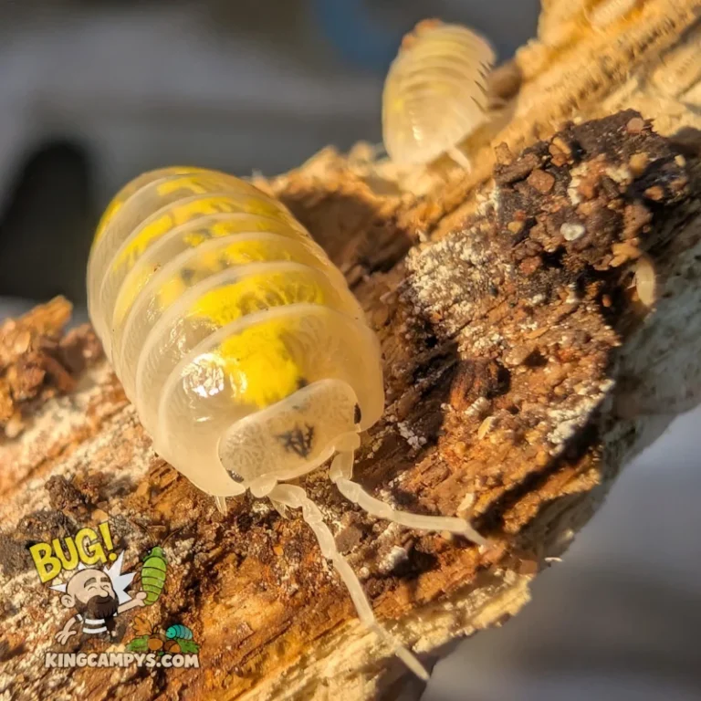Magic Potion Common Roly-Poly | Armadillidium vulgare "Magic Potion"