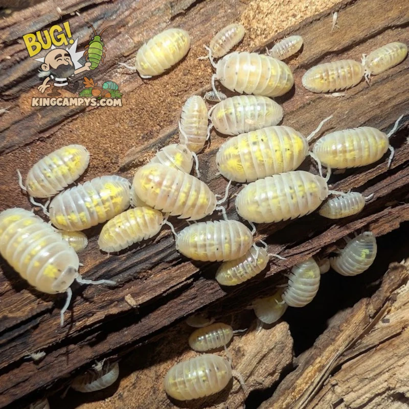 Magic Potion Common Roly-Poly | Armadillidium vulgare "Magic Potion"