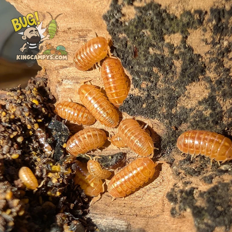 Orange Vigor Common Roly-Poly | Armadillidium vulgare "Orange Vigor"