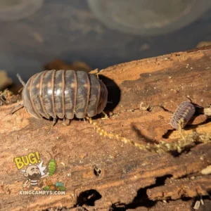 Israeli Hissing Isopod | Armadillo aff. officinalis "Israel"