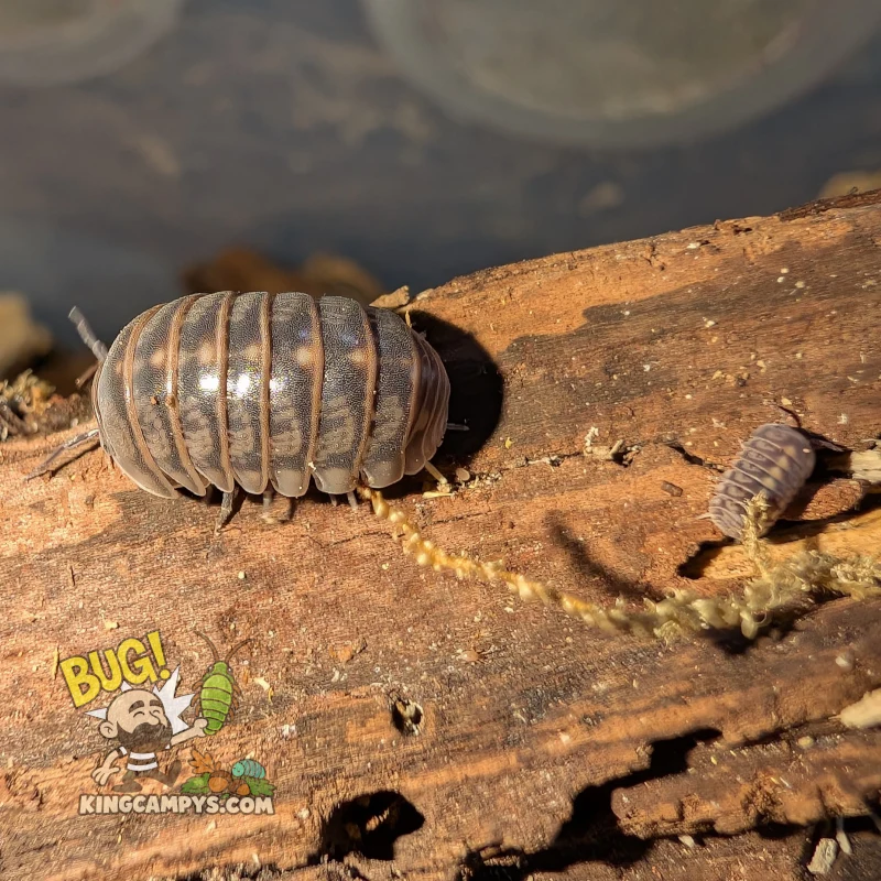Israeli Hissing Isopod | Armadillo aff. officinalis "Israel"
