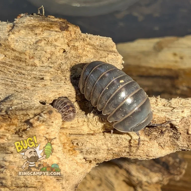Israeli Hissing Isopod | Armadillo aff. officinalis "Israel"