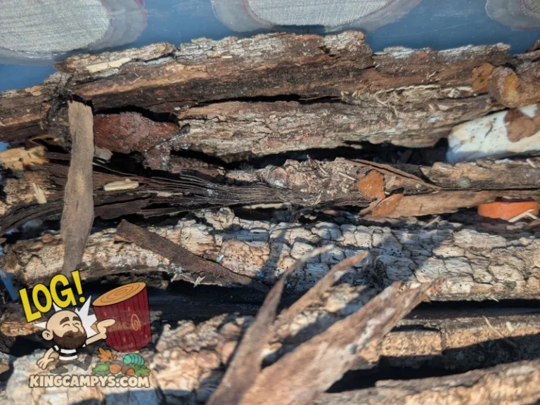 Bark slabs arranged vertically within a roach and isopod bin to create layered shelters.