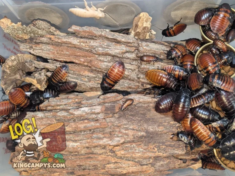 Hissing Cockroaches (Gromphadorhina portentosa "LLE Mahogany") using large slabs of bark as shelter in their bin, which they seem to do much better on than cardboard.