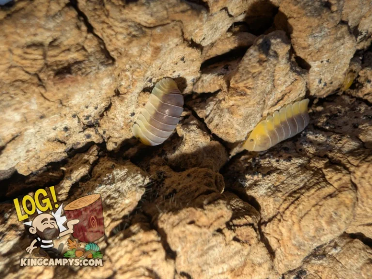 Cubaris sp. "Lemon Blue" isopods sheltering in the crevasses of a white oak bark slab. They seem to be very fond of highly textured bark like this.