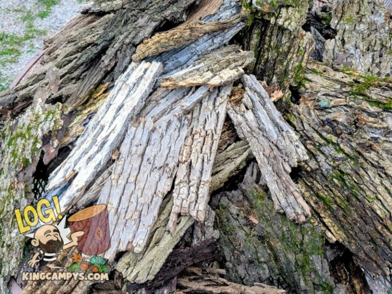 Hardwood bark slabs that have not yet been cut down or heat treated. (Please note the bright green moss will lose some of its color after heat treatment).