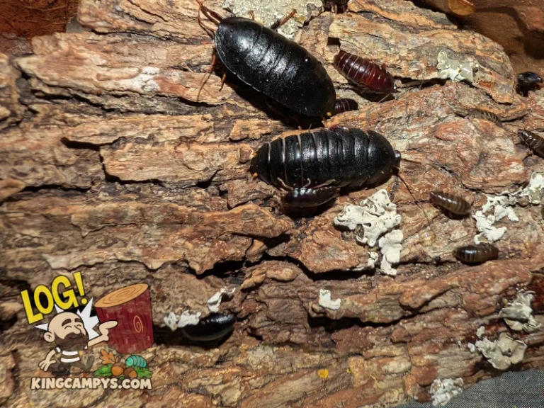 Pseudoglomeris tarsalis "Thailand" roaches using a piece of hardwood bark as shelter. Arboreal roaches in particular seem to prefer bark over cardboard when given a choice.