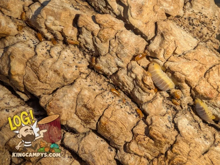 Cubaris sp. "Lemon Blue" isopods and Nocticola vagus "Malaysia" micro-roaches sheltering in the crevasses of a deeply ridged bark slab.