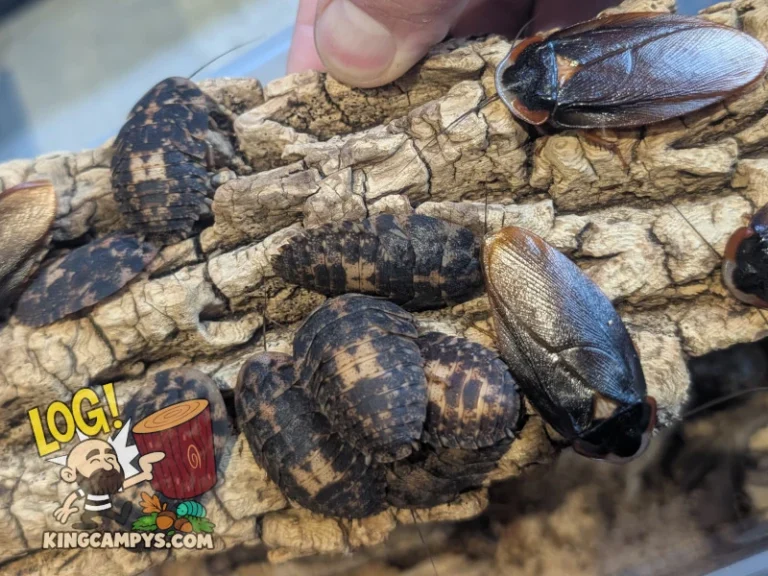 More Phortioeca peruana "Tena, Ecuador" bark roaches (adults and sub-adults) using a piece of hardwood bark for shelter.