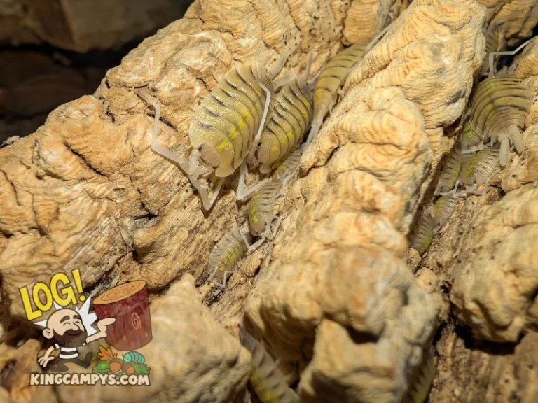 Porcellio bolivari isopods of mixed ages sheltering in the deep valleys of some deeply ridged bark.
