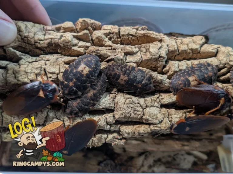 A group of adult and sub-adult (large nymphs) Phortioeca peruana "Tena, Ecuador" bark roaches using a bark slab for shelter.