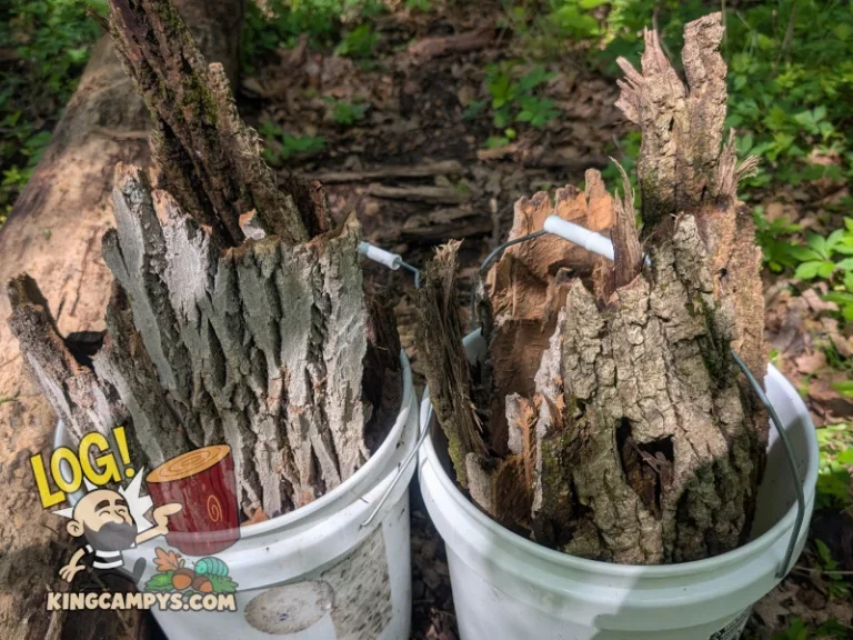 Mixed-type hardwood bark pieces being collected in the woods from naturally fallen dead trees. The bark pictured here is from dead oak and red elm trees.
