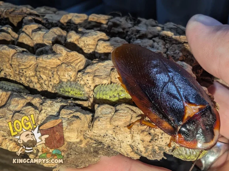 An adult bark roach (Phortioeca peruana "Tena, Ecuador") and a few Troglodillo sp. "Green Spot" isopods using a bark slab for shelter.
