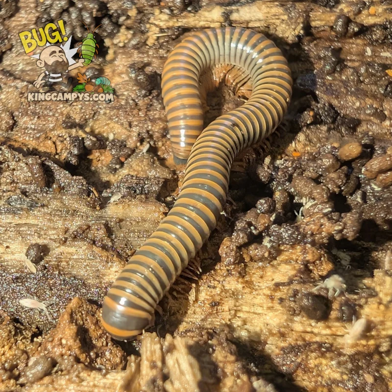 Khao Sok Glow Millipede | Benoitolus sp. "Khao Sok"