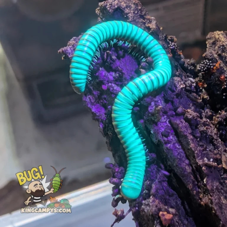 Khao Sok Glow Millipede | Benoitolus sp. "Khao Sok"