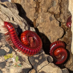 Mozambique Red Fire Millipede | Centrobolus splendidus