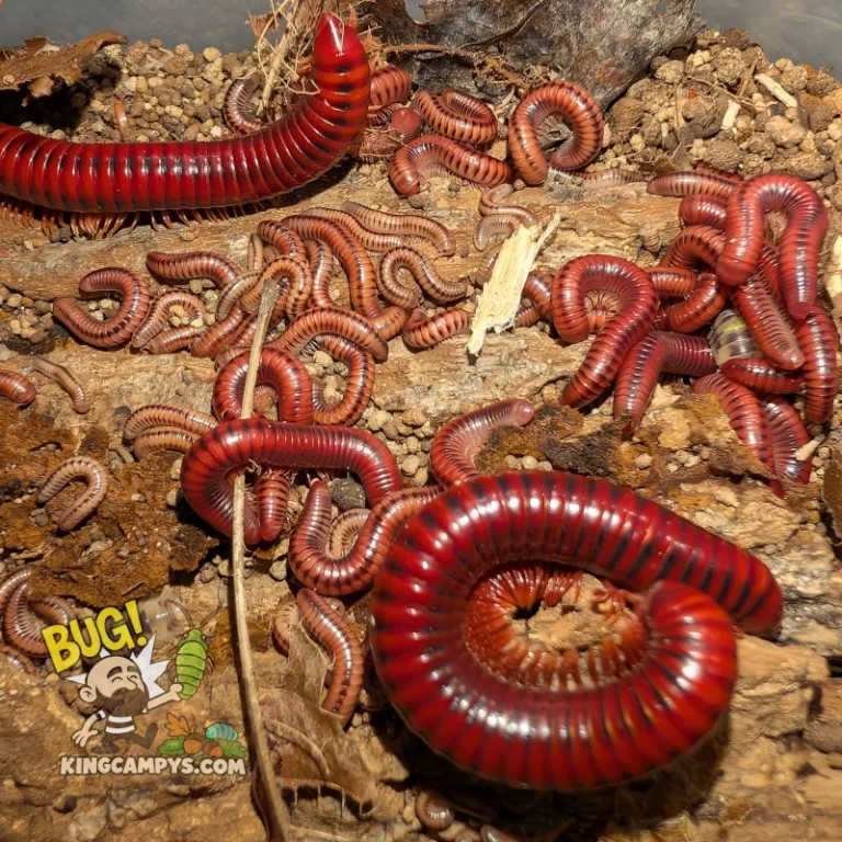 Mozambique Red Fire Millipede | Centrobolus splendidus
