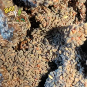 Lilac Springtails | Ceratophysella sp. "Lilac"