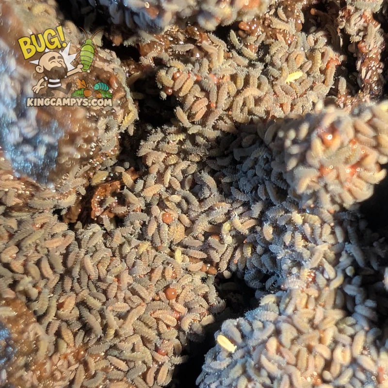Lilac Springtails | Ceratophysella sp. "Lilac"
