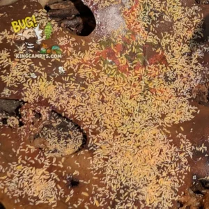 Yellow Albino Springtails | Ceratophysella sp. "Yellow Albino"
