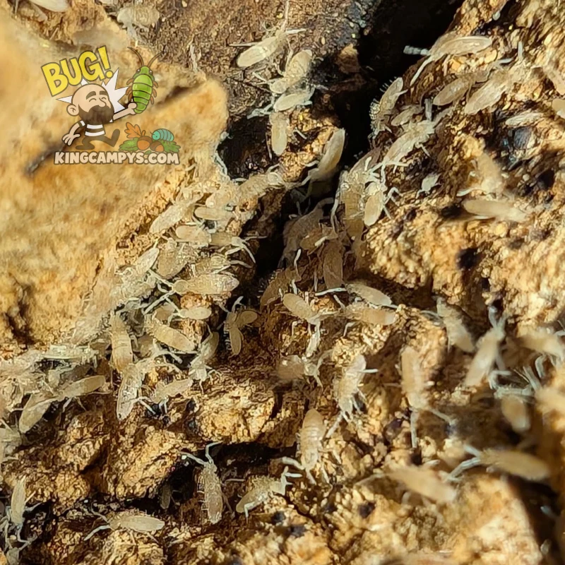 Tropical Pink Springtails | Coecobrya sp. "Tropical Pink"